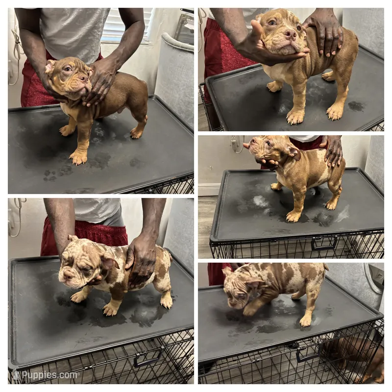 Parlay – American Bully puppy for sale in Fort Lauderdale, FL