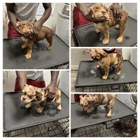 Parlay, a male American Bully for sale in Fort Lauderdale, FL – 2 of 2