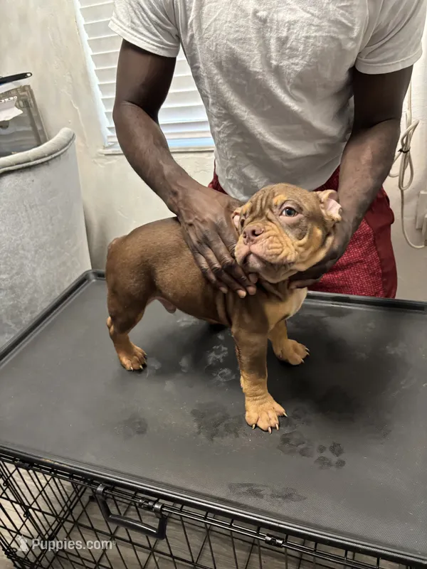 BJ – American Bully puppy for sale in Fort Lauderdale, FL