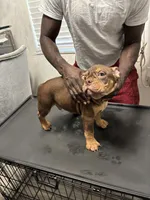 BJ, a male American Bully for sale in Fort Lauderdale, FL – 1 of 1