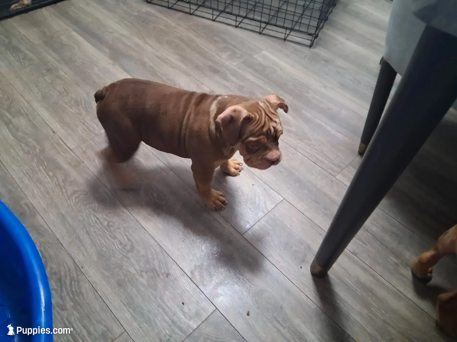 Rocko, a male American Bully for sale in Fort Lauderdale, FL – 1 of 4