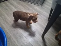 Rocko, a male American Bully for sale in Fort Lauderdale, FL – 1 of 4