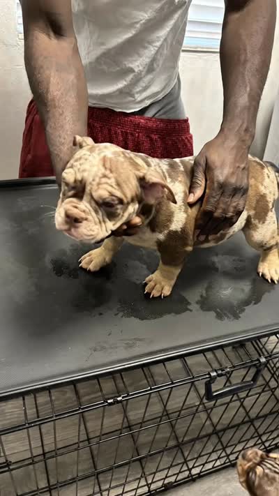 Skate, a male American Bully for sale in Fort Lauderdale, FL – 1 of 1