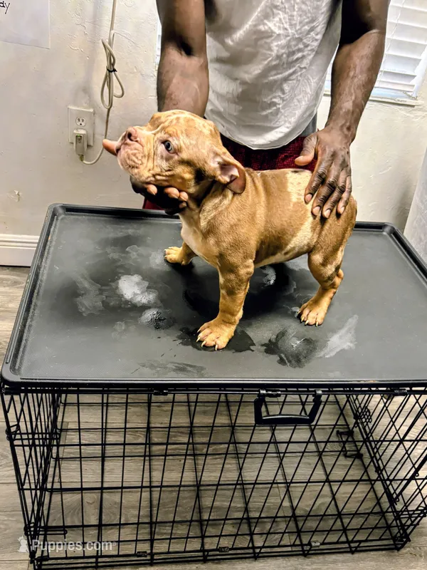 Parlay – American Bully puppy for sale in Fort Lauderdale, FL