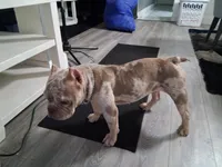 Parlay, a male American Bully for sale in Fort Lauderdale, FL – 7 of 8