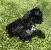 Zoey, a female Morkie for sale in Rock Stream, NY – 5 of 10