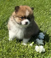 Moppet, a male Pomeranian for sale in Rock Stream, NY – 9 of 10
