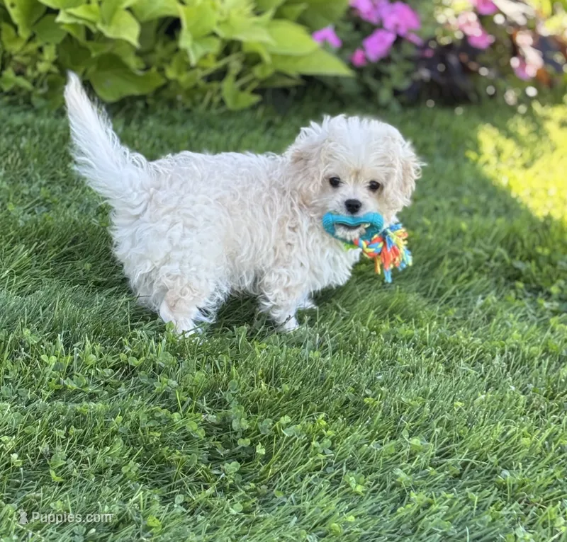 Karmel – Cavalier King Charles Spaniel, Maltese puppy for sale in Rock Stream, NY
