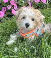 Bradley , a male Morkie for sale in Rock Stream, NY – 10 of 10