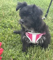 Zoey, a female Morkie for sale in Rock Stream, NY – 3 of 10