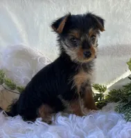 MR Pepsi, a male Yorkshire Terrier for sale in Rock Stream, NY – 5 of 10