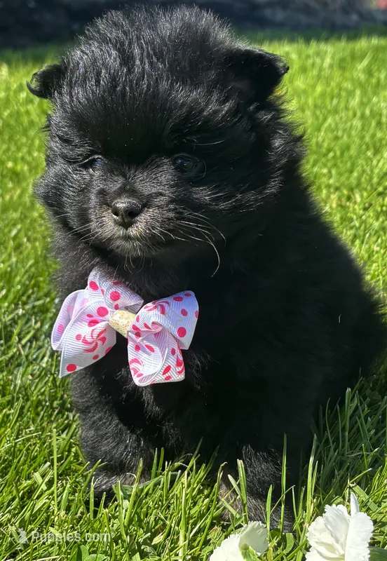 Minx – Pomeranian puppy for sale in Rock Stream, NY