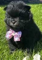 Minx, a female Pomeranian for sale in Rock Stream, NY – 1 of 8