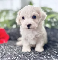 Allison , a female Maltese for sale in Rock Stream, NY – 4 of 10