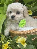 Karmel, a male Cavalier King Charles Spaniel and Maltese for sale in Rock Stream, NY – 2 of 10