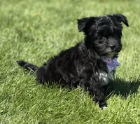 Zoey, a female Morkie for sale in Rock Stream, NY – 7 of 10