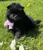 Minx, a female Pomeranian for sale in Rock Stream, NY – 5 of 8