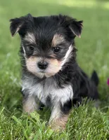 Baby Doll , a female Morkie for sale in Rock Stream, NY – 3 of 10