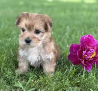 Brookie , a female Morkie for sale in Rock Stream, NY – 3 of 10