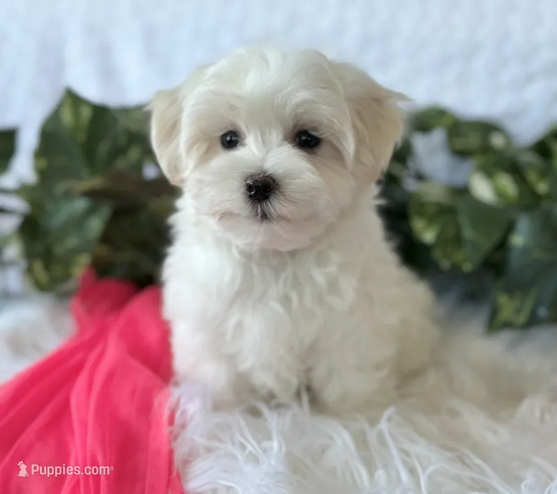 WEE WILLIE, a male Maltese for sale in Rock Stream, NY – Photo 1 of 9