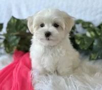 WEE WILLIE, a male Maltese for sale in Rock Stream, NY – Photo 1 of 9