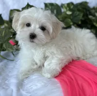WEE WILLIE, a male Maltese for sale in Rock Stream, NY – Photo 9 of 9