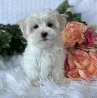 WEE WILLIE, a male Maltese for sale in Rock Stream, NY – Photo 5 of 9