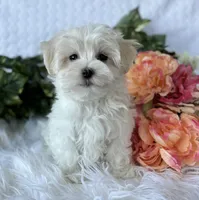 WEE WILLIE, a male Maltese for sale in Rock Stream, NY – Photo 7 of 9