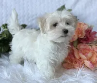 WEE WILLIE, a male Maltese for sale in Rock Stream, NY – Photo 4 of 9