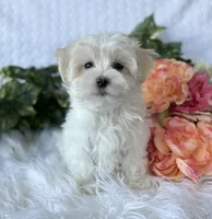 WEE WILLIE, a male Maltese for sale in Rock Stream, NY – Photo 8 of 9