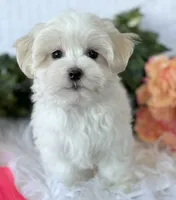 WEE WILLIE, a male Maltese for sale in Rock Stream, NY – Photo 2 of 9