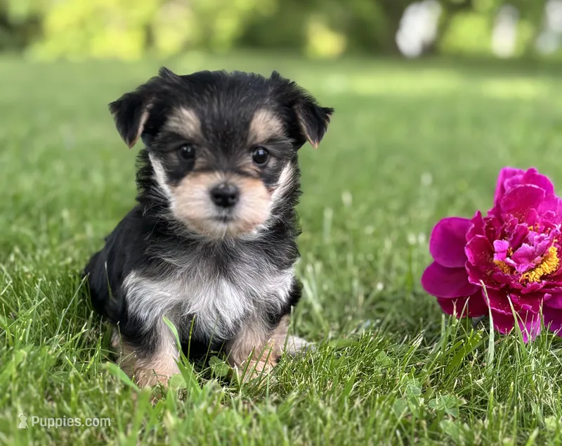 Baby Doll  – Morkie puppy for sale in Rock Stream, NY