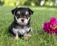 Baby Doll , a female Morkie for sale in Rock Stream, NY – 1 of 10