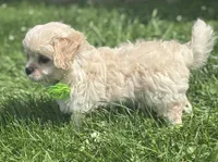 Karmel, a male Cavalier King Charles Spaniel and Maltese for sale in Rock Stream, NY – 3 of 10