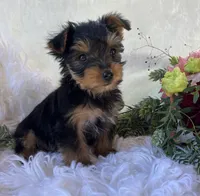 DR Pepper , a male Yorkshire Terrier for sale in Rock Stream, NY – 8 of 10