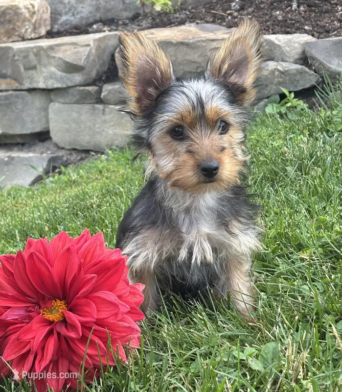 Miah – Yorkshire Terrier puppy for sale in Rock Stream, NY