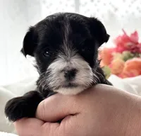 Dixie, a female Morkie for sale in Rock Stream, NY – Photo 7 of 9