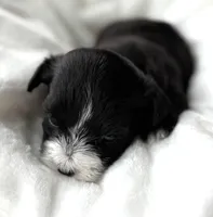 Dixie, a female Morkie for sale in Rock Stream, NY – Photo 8 of 9