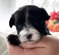 Dixie, a female Morkie for sale in Rock Stream, NY – Photo 6 of 9