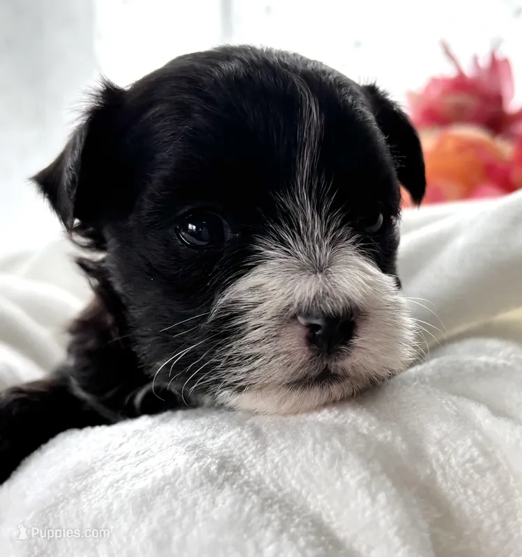 Dixie – Morkie puppy for sale in Rock Stream, NY