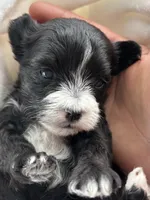 Dixie, a female Morkie for sale in Rock Stream, NY – Photo 9 of 9