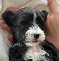 Dixie, a female Morkie for sale in Rock Stream, NY – Photo 3 of 9