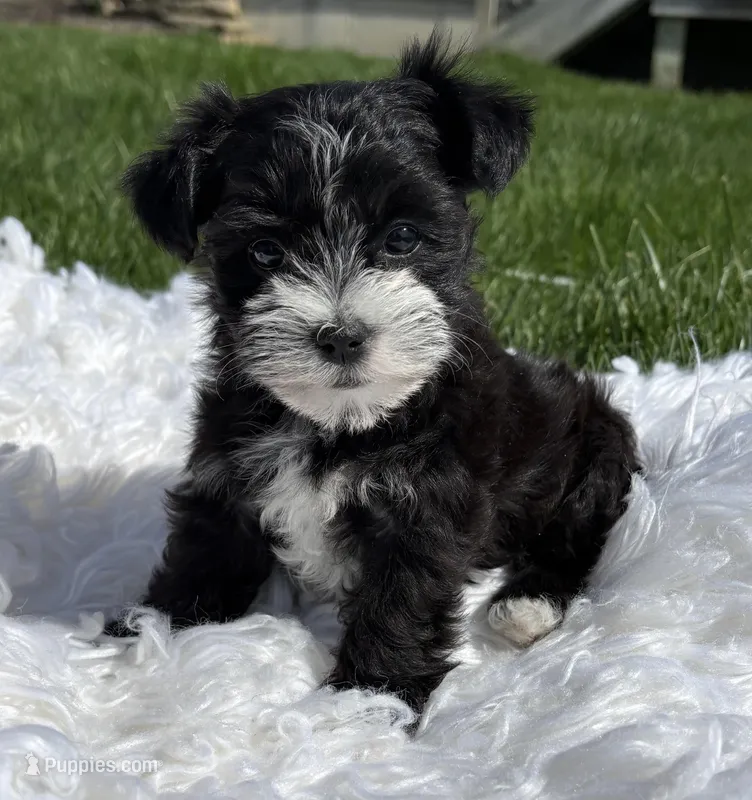 Dixie – Morkie puppy for sale in Rock Stream, NY