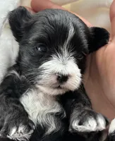 Dixie, a female Morkie for sale in Rock Stream, NY – Photo 2 of 9