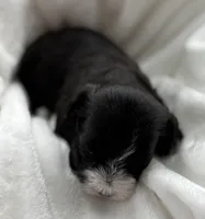 Dixie, a female Morkie for sale in Rock Stream, NY – Photo 4 of 9