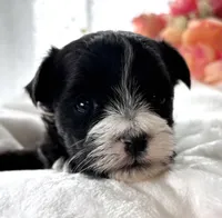 Dixie, a female Morkie for sale in Rock Stream, NY – Photo 5 of 9