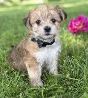 Bradley , a male Morkie for sale in Rock Stream, NY – 5 of 10