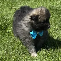 Mystery, a male Pomeranian for sale in Rock Stream, NY – 5 of 10
