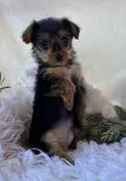 MR Pepsi, a male Yorkshire Terrier for sale in Rock Stream, NY – 6 of 10