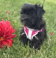 Miss Janie, a female Morkie for sale in Rock Stream, NY – 9 of 10